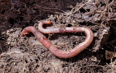 Фабрики компостных червей получили второй шанс в масштабном агробизнесе