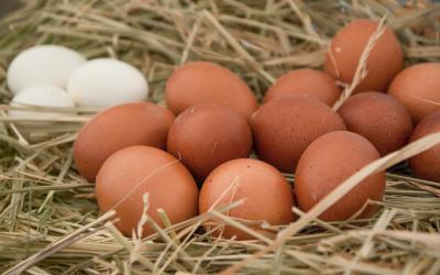 «Сибагро» заменит португальское селекционное яйцо