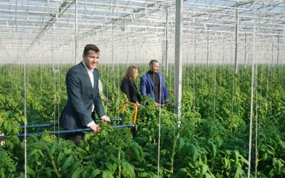 С открытием нового тепличного комплекса в Калининградской области на 40% вырастет производство внесезонных овощей