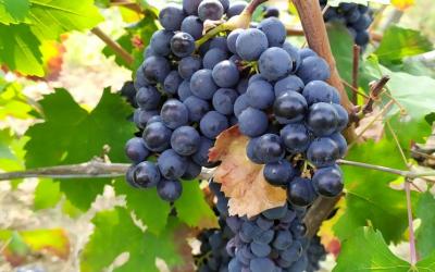 В этом году на Кубани увеличится площадь виноградников