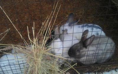 Ученые назвали перспективную добавку к корму в промышленном кролиководстве