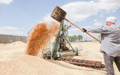 Злочевский предсказал фиаско российскому рынку зерна