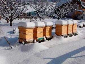 Мед в обмен на комфорт: изобретение ученого Алтайского ГАУ поможет пчелам легче перенести зиму