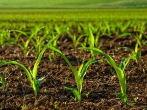 В Саратовской области увеличат посевы кукурузы