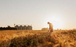 Цена на пшеницу побила рекорд на европейском рынке