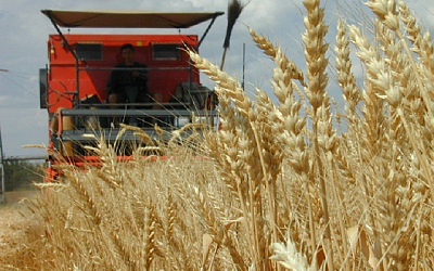 Владимир Путин: Россия является самым крупным экспортером пшеницы в мире