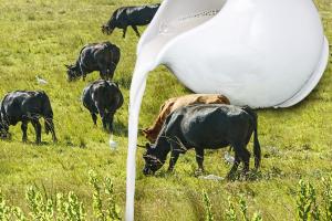 Сельхозорганизации и КФХ Тамбовской области за сутки получили 308,5 т молока