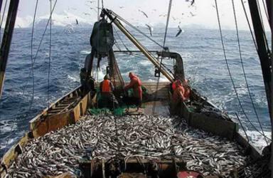 Вылов рыбы в России в 2023 году оказался рекордным за последние 30 лет