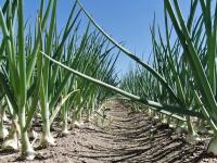 Технология выращивания лука репчатого 