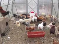 Содержание кур в личном хозяйстве