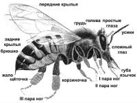 Строение тела пчелы 