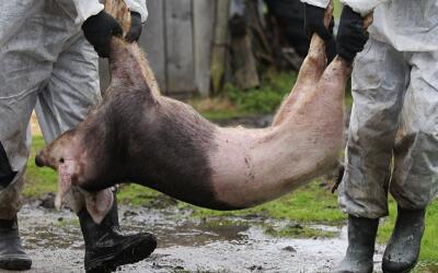 Нарушения ветеринарного законодательства Госкомитетом ветеринарии Республики Крым привело к распространению АЧС на полуострове