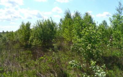 В Подмосковье увеличат субсидии аграриям за ввод сложных сельскохозяйственных территорий