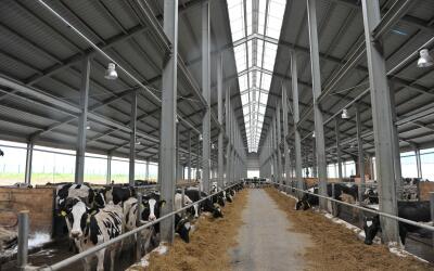 В Подмосковье реконструируют заброшенные молочные фермы