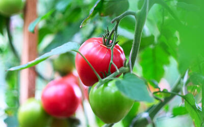 Компания «Агрокультура групп» начала строительство четвертой очереди теплиц