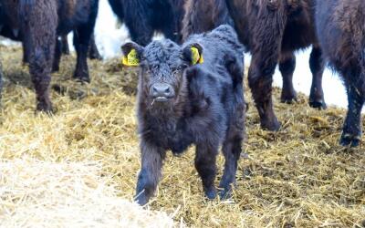 В Алтайском крае открыт комплекс «Шотландские луга»