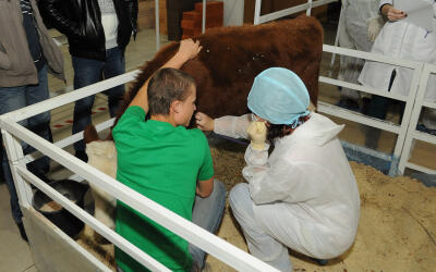Итоги IV регионального чемпионата WorldSkills Russia («Молодые профессионалы») Воронежской области – 2017