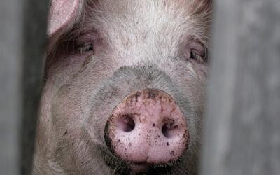 В Челябинской области обнаружен вирус АЧС