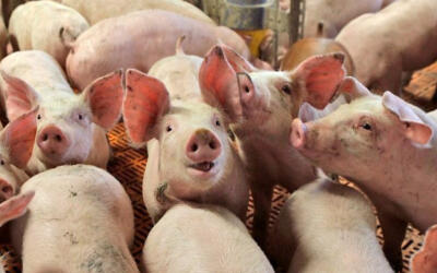 Очаг АЧС выявлен в Тюменской области