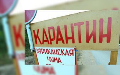 Тюменскую ветеринарную службу подозревают в сокрытии вспышки африканской чумы