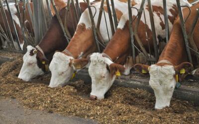 Россельхозбанк поддержал ООО «Сибирская Нива», направив более 2 млрд рублей