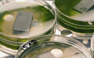 Virkon S – эффективное средство биологической защиты от африканской чумы свиней