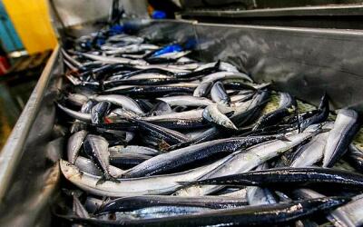 Росрыболовством заключено девять договоров о предоставлении квот на инвестиционные цели