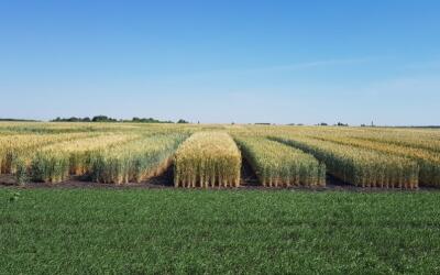 Липецкая область готовится ко Всероссийскому Дню поля