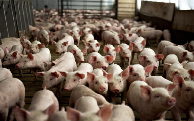 В Калининградской области более 200 свиноводческих хозяйств сменят профиль из-за АЧС