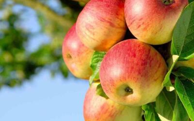 В Роскачестве рассказали, как должно выглядеть идеальное  яблоко