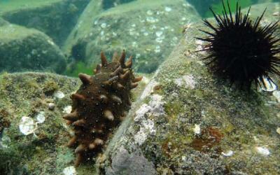 Современный производственный комплекс по добыче и переработке водных биологических ресурсов появится в Хабаровском крае