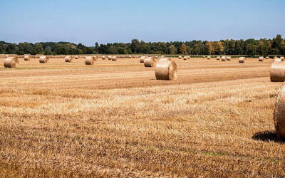 Минсельхоз планирует упростить изъятие неиспользуемых земель