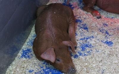 Половине свинокомплексов грозит убыток