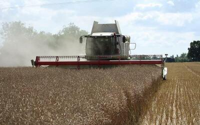 Хозяйства Кузбасса приступили к уборке озимых технических культур