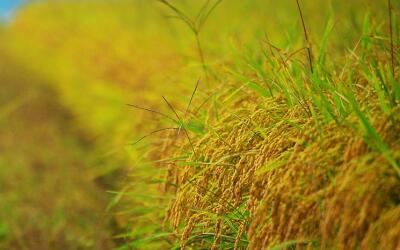 Краснодарский край может потерять треть урожая риса