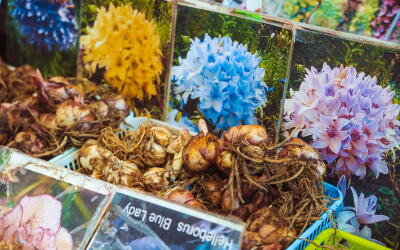 Завершаем дачный сезон вместе с «Петербургской зеленой неделей»