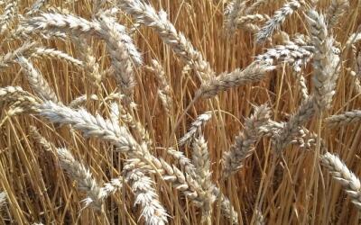 В Алтайском крае впервые за долгое время выявлена пшеница первого класса