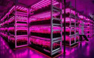 Молодые ученые СПбГАУ создали новую технологию выращивания рукколы в городских условиях