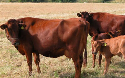 В Подмосковье впервые завезли коров красной датской породы для производства сыров премиум-класса