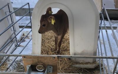 На Ставрополье для редкой породы телят купили «однокомнатные квартиры»