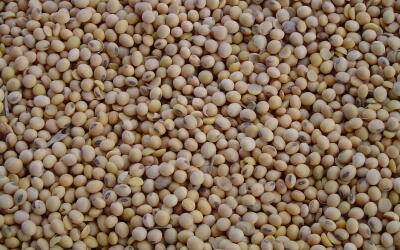 В России ввели экспортную пошлину на сою