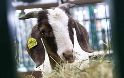 Для регистрации кормовых добавок введут госпошлину