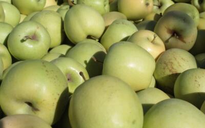 Крым вошел в число лидеров России по сбору плодово-ягодной продукции