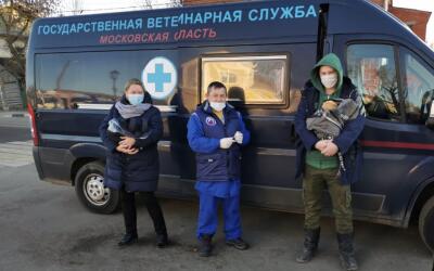 Более 112,5 тыс. домашних и сельскохозяйственных животных вакцинировали против бешенства мобильные ветеринарные бригады Подмосковья