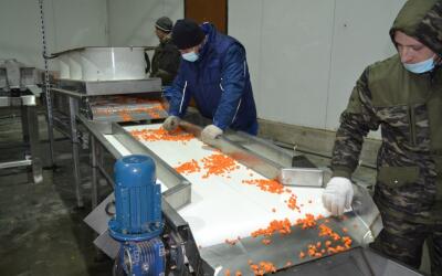 «Новгородский аграрий» запустил новый цех по глубокой заморозке овощей