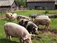 Технология организации свинофермы 