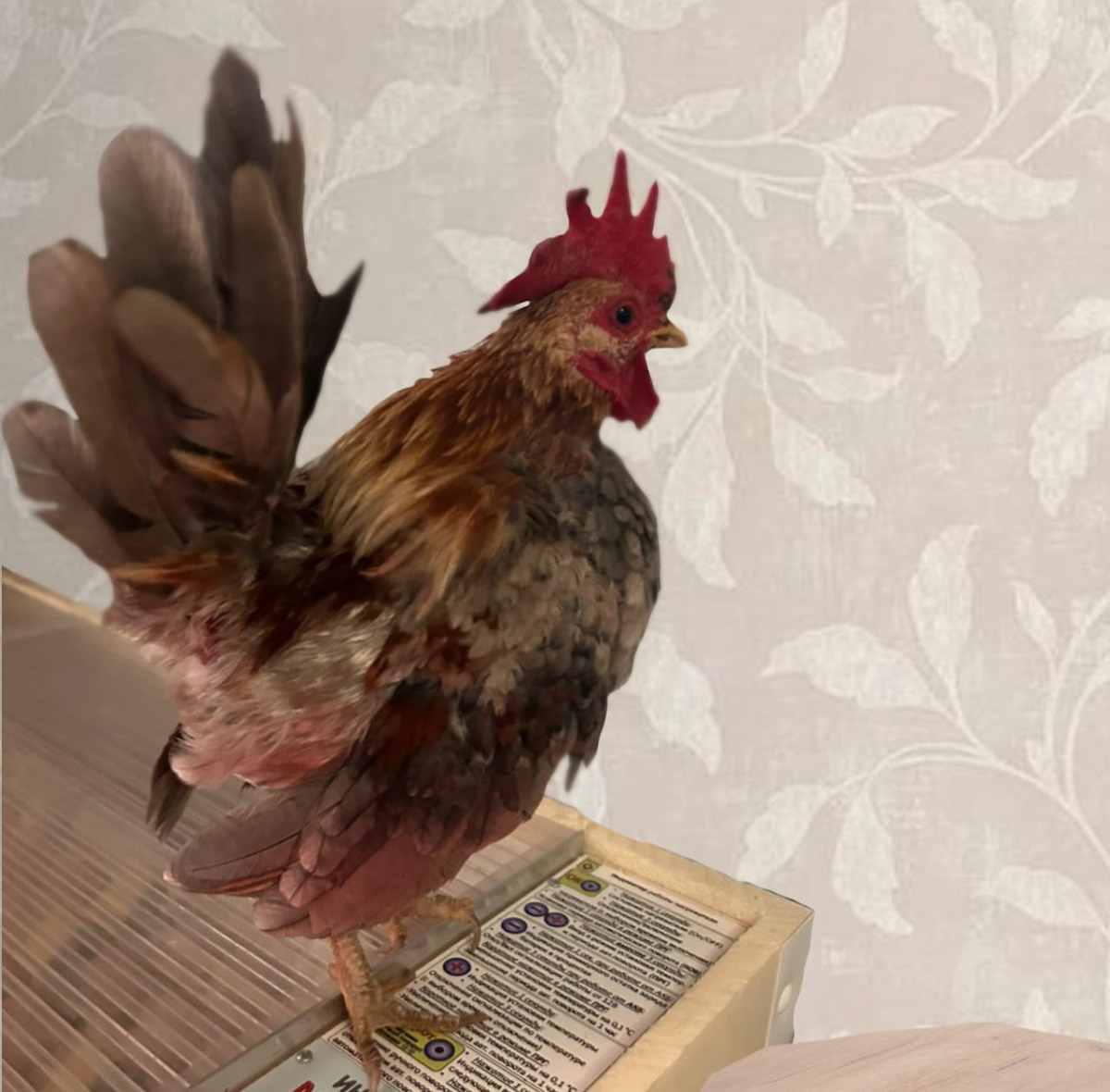 Малазийская Серама