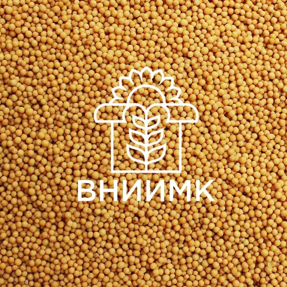Семена яровой горчицы ВНИИМК сорт Донская 8