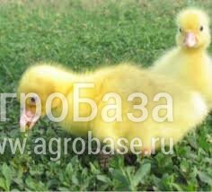 Суточные и подрощенные гусята. в Башкирии. Сезон 2026. В наличии