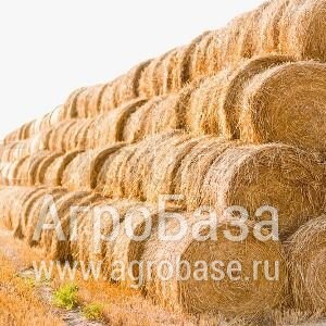 Сено в рулонах